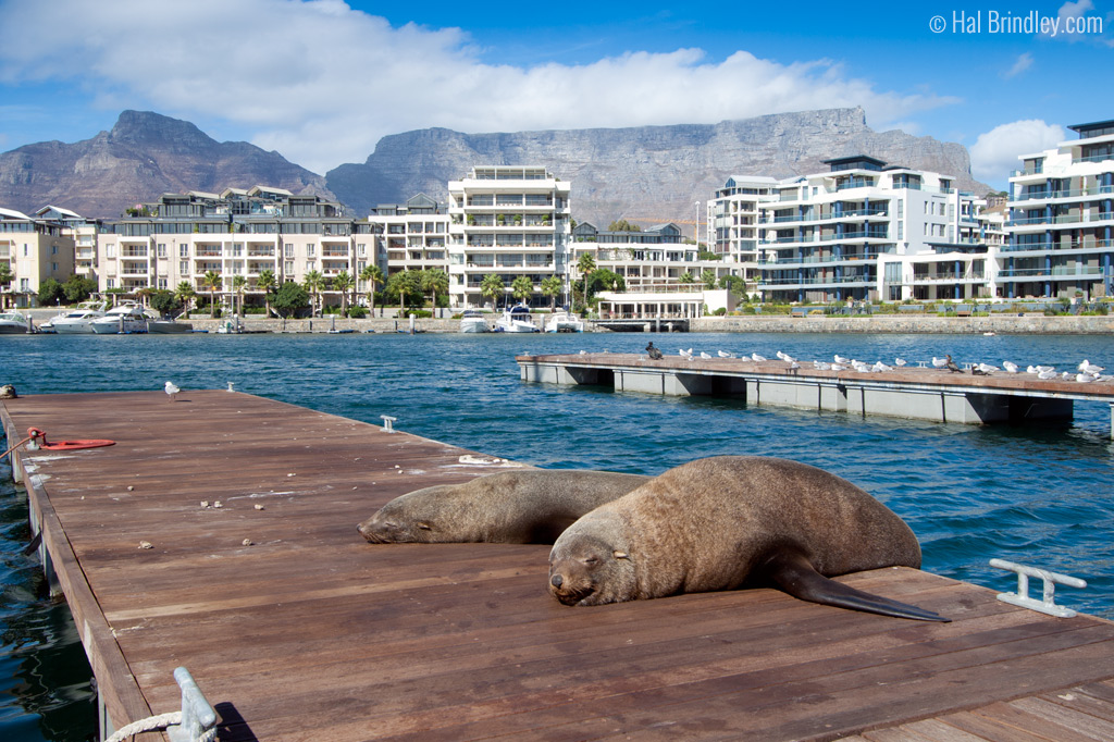 Seals on Wharf in Cape Town